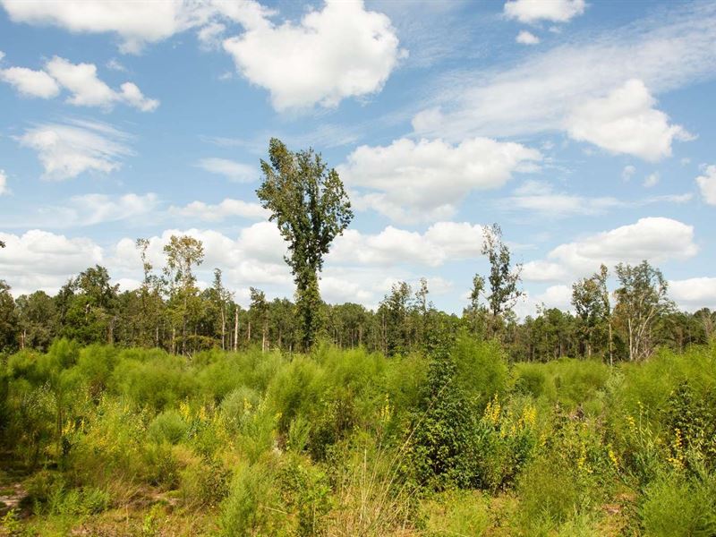 10 Acres, no Deed Restrictions : Branford : Lafayette County : Florida