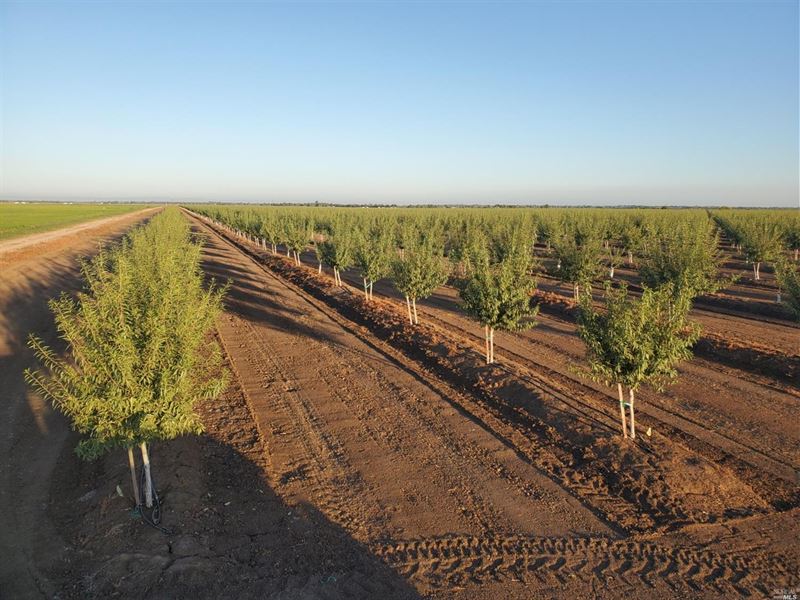 Northern California Almond Orchards : Nicolaus : Sutter County : California