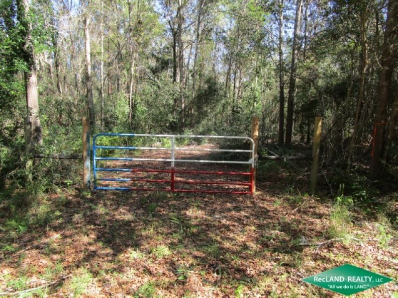 20.04 Ac, Wooded Tract for Home : Kirbyville : Jasper County : Texas