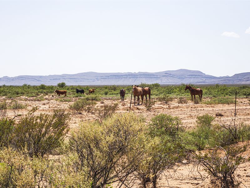 Unspoiled West Texas Property : Pine Springs : Culberson County : Texas