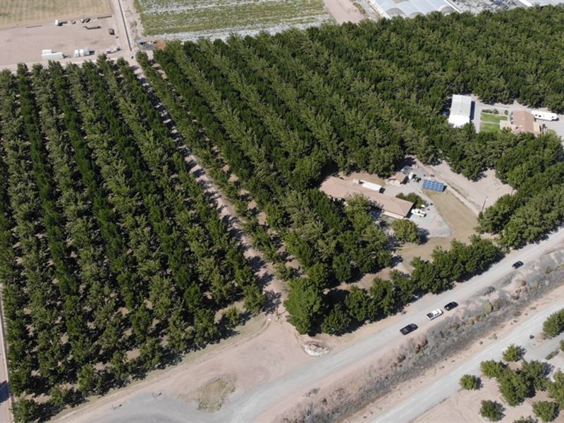 Southern New Mexico Pecan Farm : Las Cruces : Dona Ana County : New Mexico