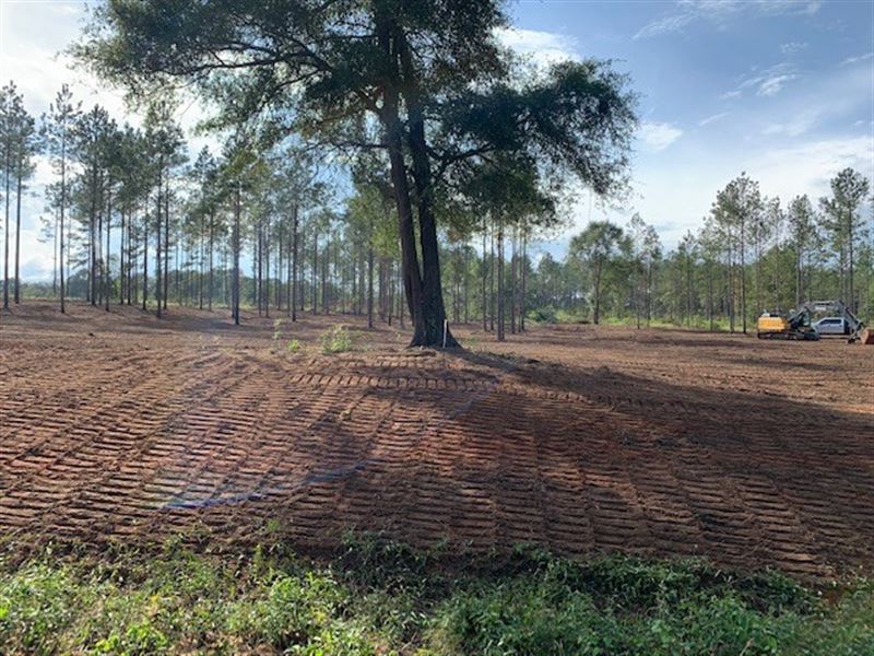 Land in Henry County Alabama : Headland : Henry County : Alabama