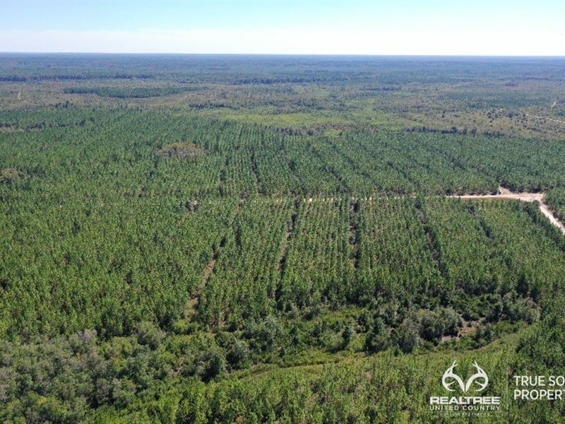 Bulloch Co, Hunting, Timberland : Pembroke : Bulloch County : Georgia