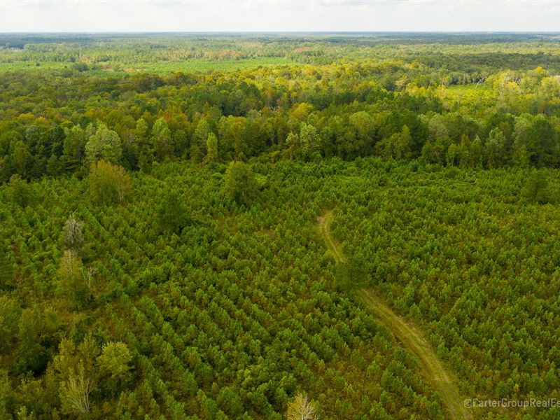 Timberland Investor / Developer : Darien : McIntosh County : Georgia