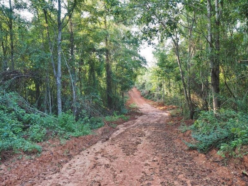 207 Acres Hunting Land for Sale Jef : Prentiss : Jefferson Davis County : Mississippi