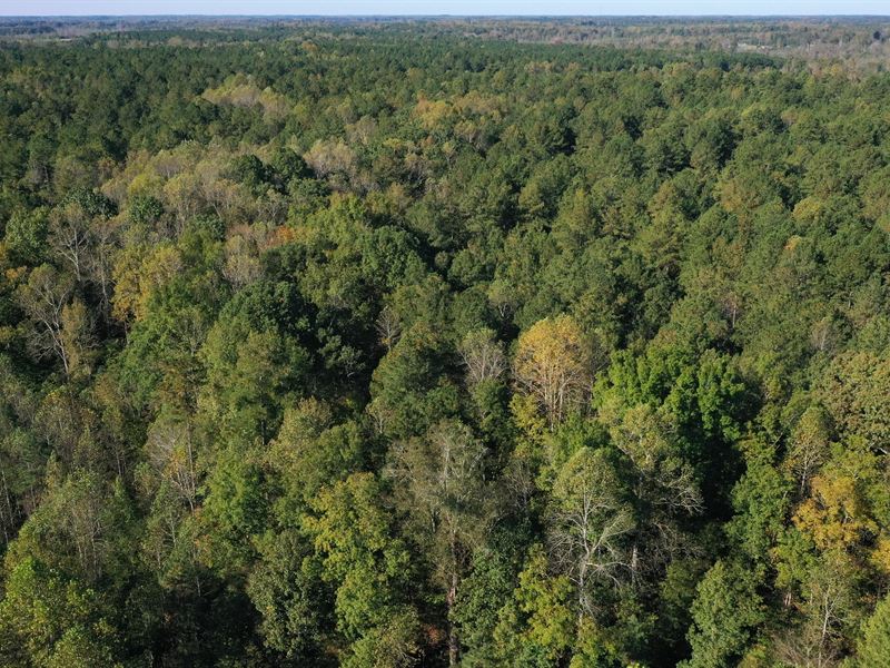 20 Acre Deer Hunting Property, Farm for Sale by Owner in North Carolina