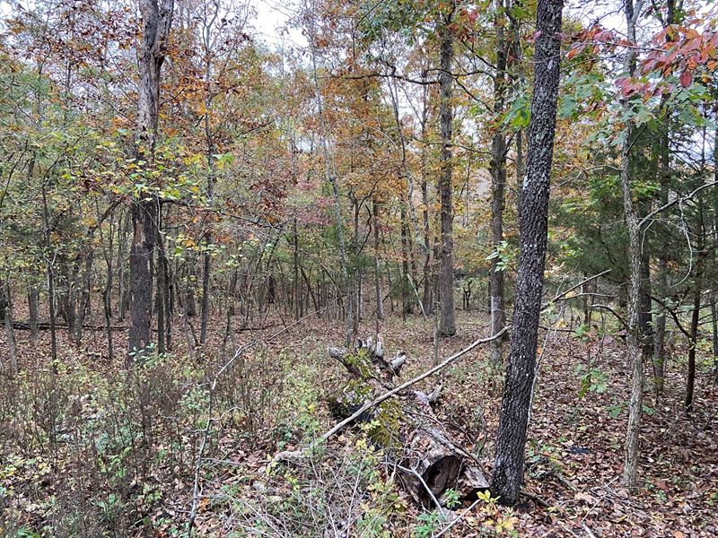 Arkansas Land Hunting Land : Ravenden Springs : Randolph County : Arkansas