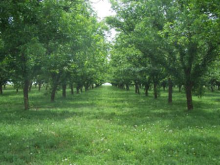 600 Pecan Tree Orchard and Home : Anton : Hockley County : Texas