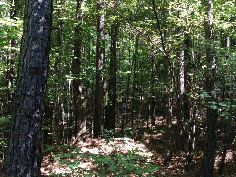 Winn Creek Tract, Grant Parish, 50 : Verda : Grant Parish : Louisiana