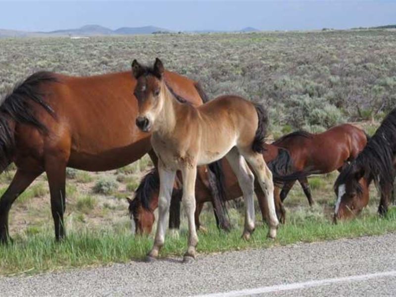 San Luis Valley, Near Rio Grande : San Luis : Costilla County : Colorado