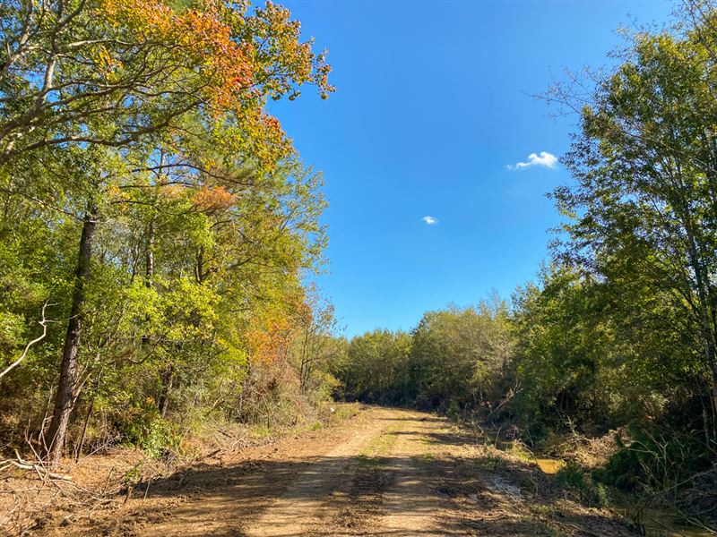 290 Acres Devers Woods Tract 34 : Devers : Liberty County : Texas