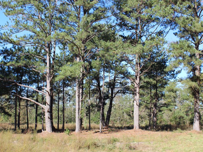 Pine Level, Turkey Field Tract Farm for Sale in Pine Level, Autauga County, Alabama 260166