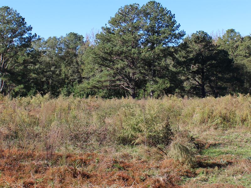 Pine Level Homesite Farm for Sale in Pine Level, Autauga County, Alabama 260300 farmflip