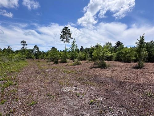 Hwy 280 Pembroke Tract : Pembroke : Bryan County : Georgia