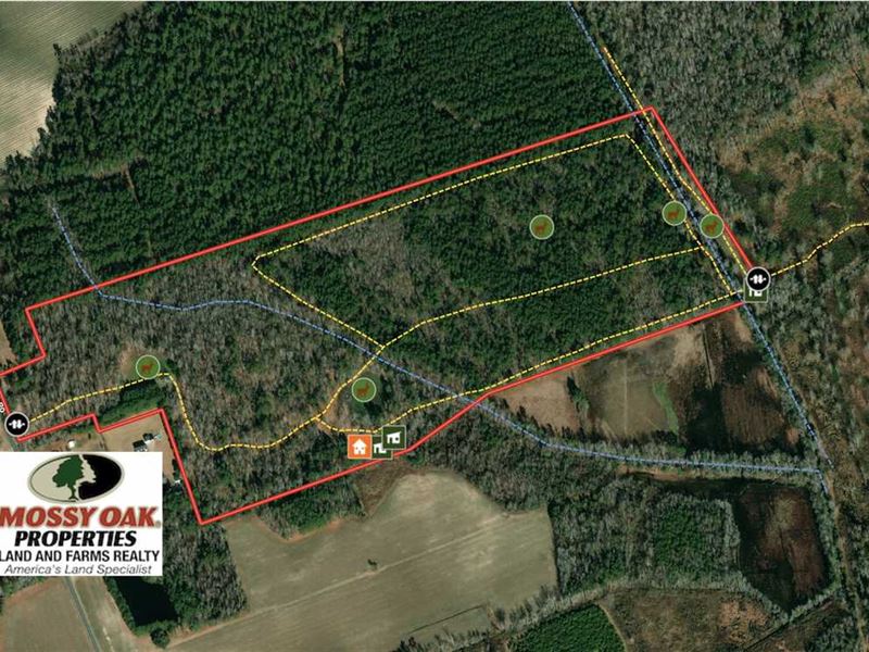 Reduced, 78-Acre Hunting Land : Coward : Florence County : South Carolina