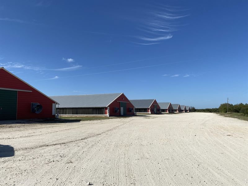 8 House Poultry Farm, High Income : Groesbeck : Limestone County : Texas