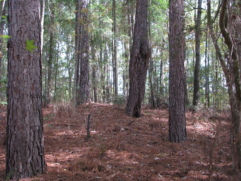 Heavily Timbered Hunting Tract : McKenzie : Covington County : Alabama
