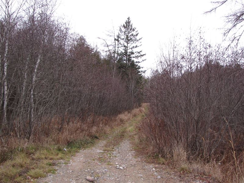 8Acre Woodlot For Sale in Maine Farm for Sale in East Machias
