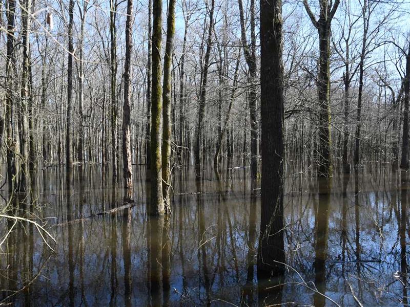 490 Acre Duck Hunting Land for Sale, Farm for Sale in Arkansas, 262015