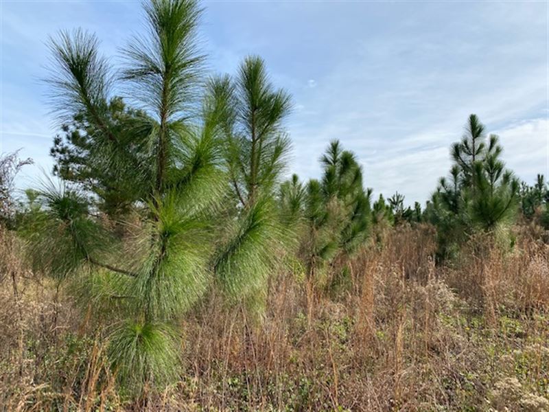 Longleaf Plantation/Hunting Tract Farm for Sale in Fitzgerald, Ben
