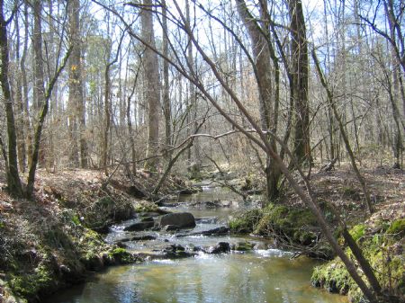 Perfect Hunting Tract : Crawfordville : Taliaferro County : Georgia