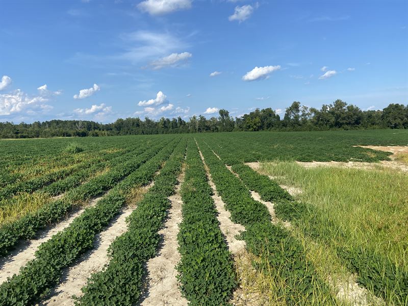 Sardis Cropland Farm for Sale in Sardis, Burke County,