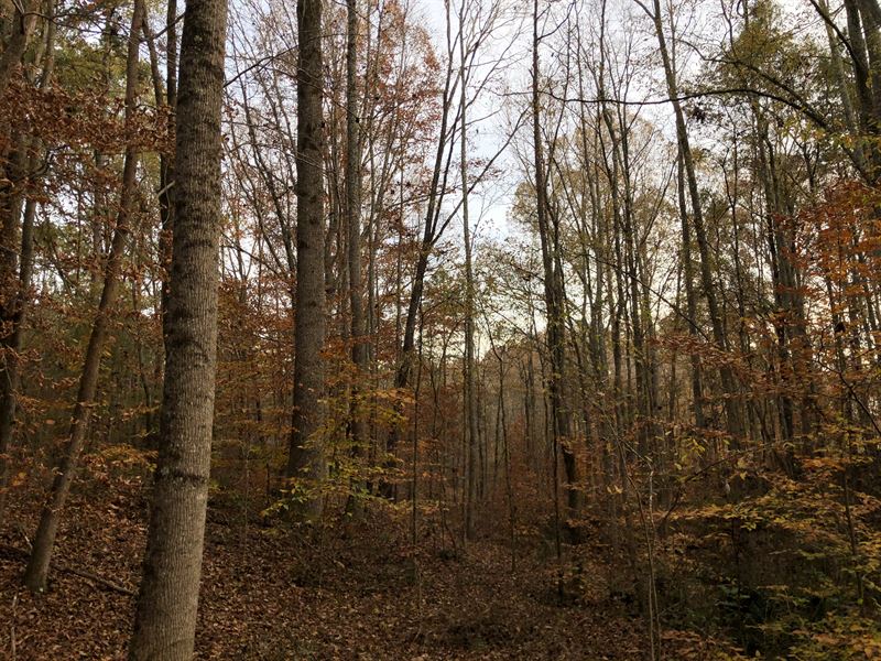 Abbeville Home and Land, Farm for Sale in South Carolina, 262640