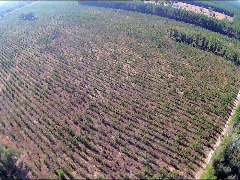 50 Acres with 8 Yrs Old Planted Pin : Lee : Madison County : Florida