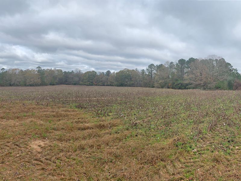 Welcome Church Road Tract : Red Level : Covington County : Alabama