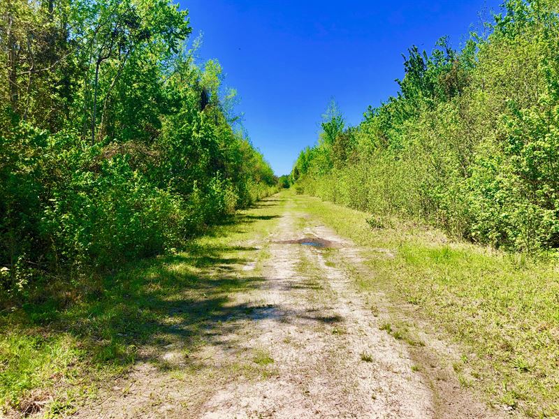 Timber Tract, Pamlico Co., CO, Farm for Sale in North Carolina, 263618 FARMFLIP