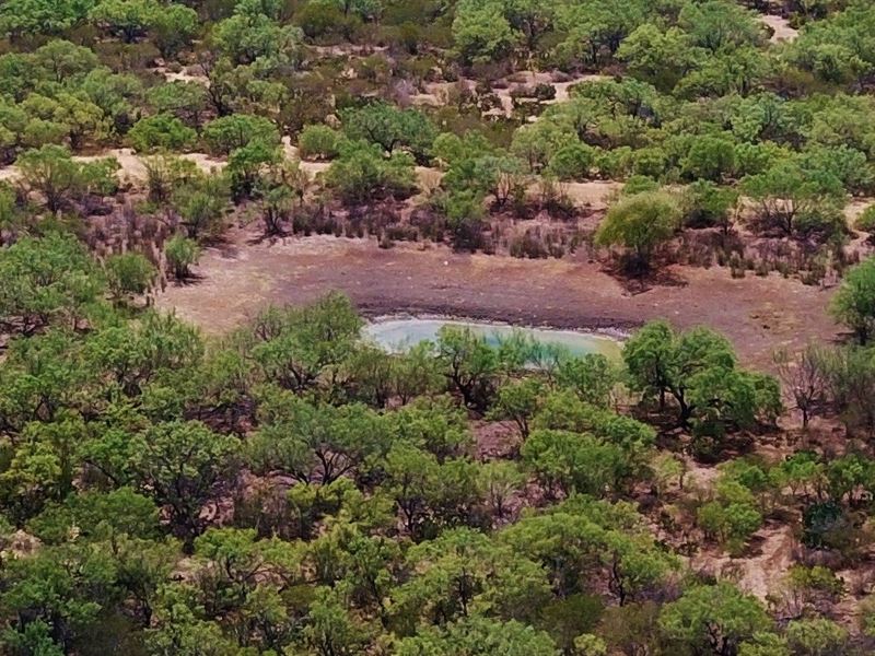 South Texas Hunting Ranch : Carrizo Springs : Dimmit County : Texas
