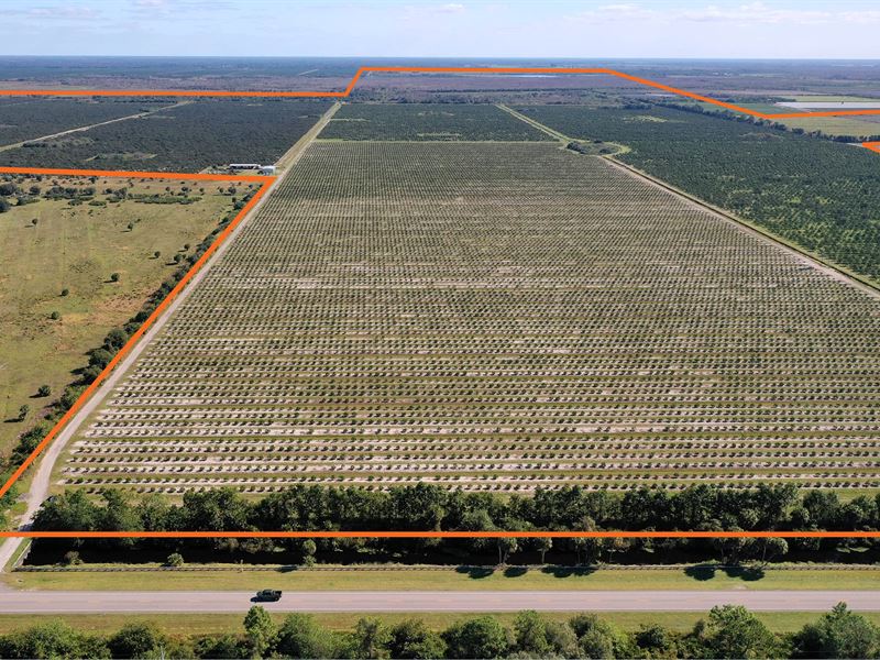 Johnson Grove : Immokalee : Collier County : Florida