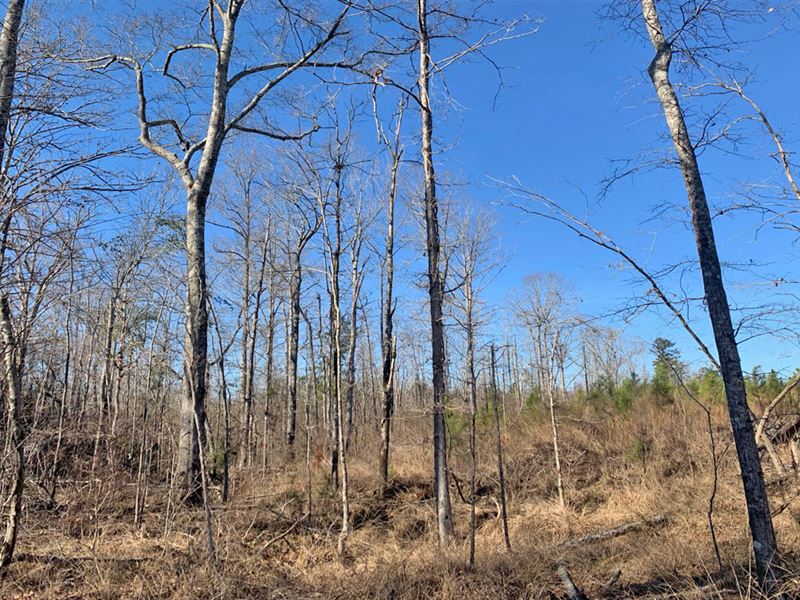 Cooks Stand Road West Tract : Rutledge : Crenshaw County : Alabama
