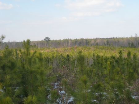 327 Acres Timberland : Indian Neck : Essex County : Virginia