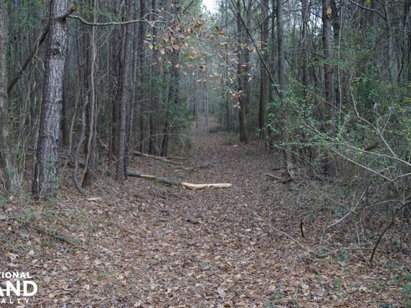 Moundville County Road 50 Timber : Moundville : Hale County : Alabama