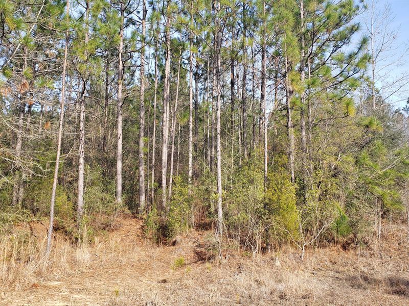 Brushy Creek Tract : Atmore : Escambia County : Alabama