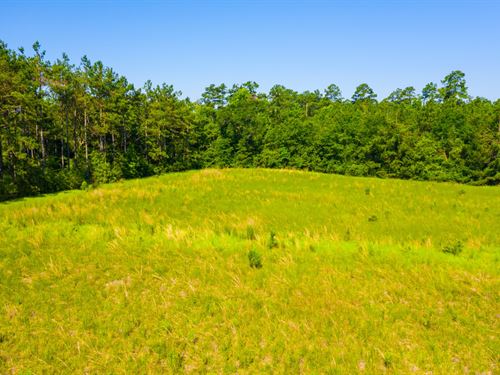 Private & Unrestricted Pine Treed : Apple Springs : Trinity County : Texas
