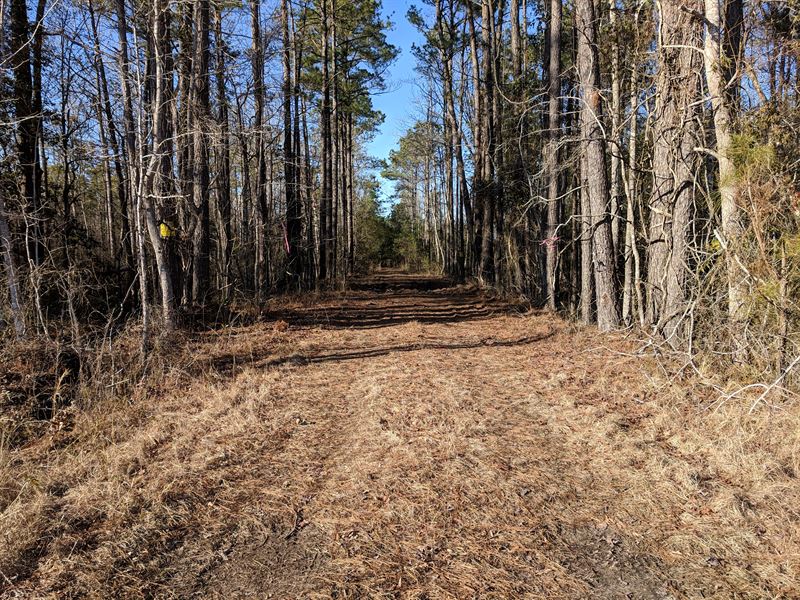 198 Acres Tyrrell County Bear Land Farm for Sale by Owner in Columbia, Tyrrell County, North
