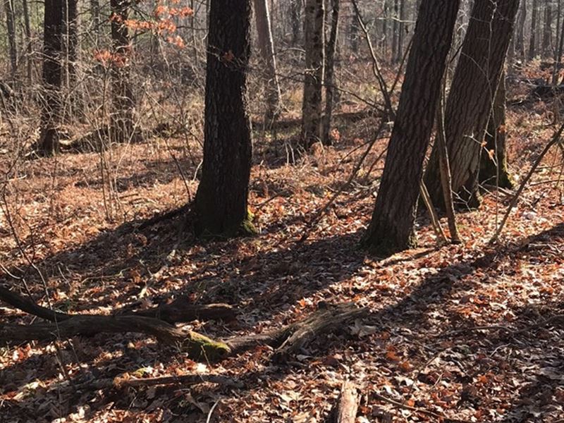 Hunting Land Michigan, Land Clare, Farm for Sale in Michigan, 267386