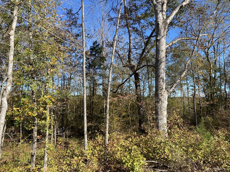 Mini Farm with Nice Creek for Sale Farm for Sale in Beulah, Lee