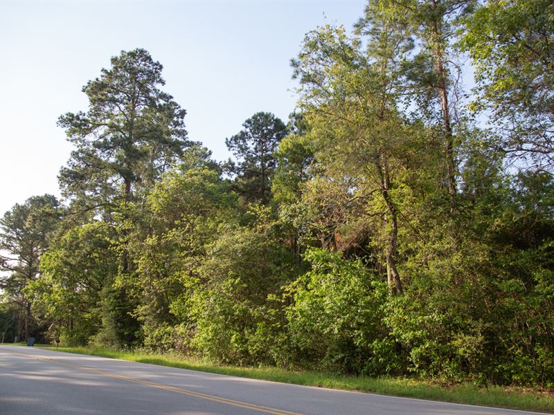 73 Acres Lake Conroe Development : Willis : Montgomery County : Texas
