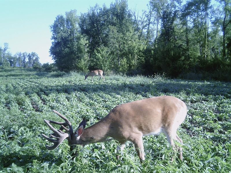 Farming, Hunting, & Recreational, Farm for Sale in Illinois, 268440