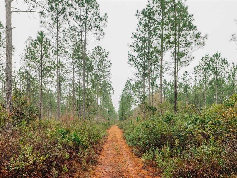 Old Happy Pines : Brooklet : Bulloch County : Georgia