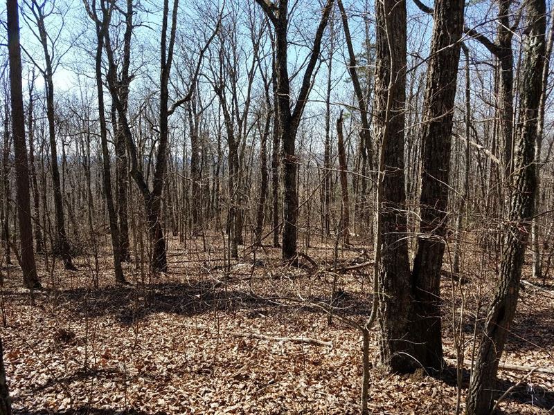 Acres, Hardwoods, No Restrictions : Dunlap : Sequatchie County : Tennessee