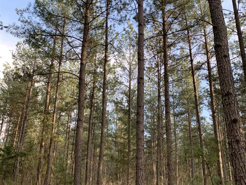 Eades Tract : Rustburg : Pittsylvania County : Virginia