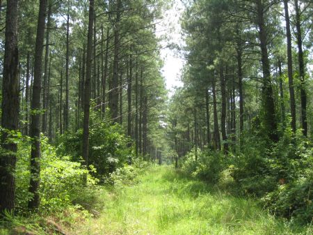 104 Acres : Claresville : Greensville County : Virginia