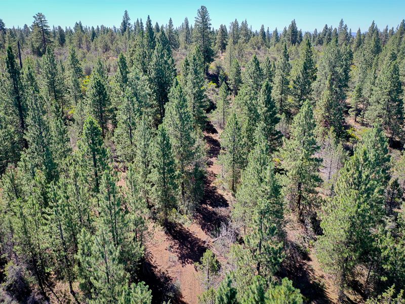 Huge Treed Parcel, Seasonal Creek : Bonanza : Klamath County : Oregon