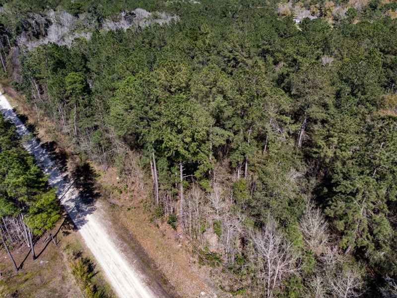 5 Acre Homesite Jefferson Co FL, Farm for Sale in Florida, 271687