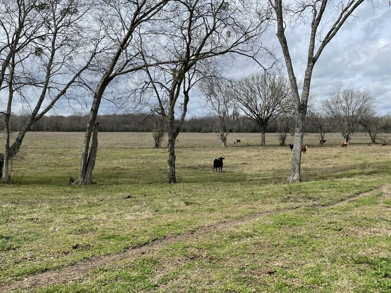 341 Acs Lowndes Co-Oglesby : Mosses : Lowndes County : Alabama