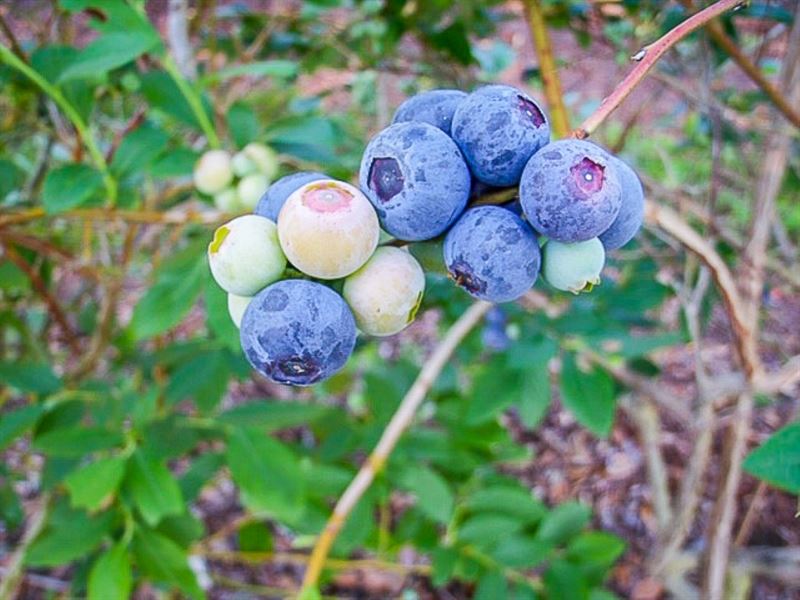 60 Acre Blueberry Farm with Home Farm for Sale in Hawthorne, Alachua